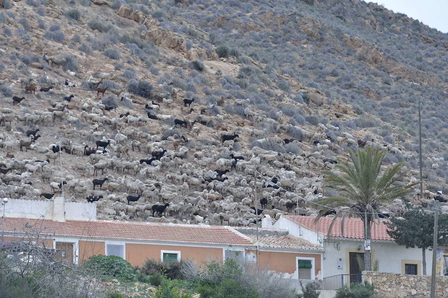 La Fiesta del Rebuzno