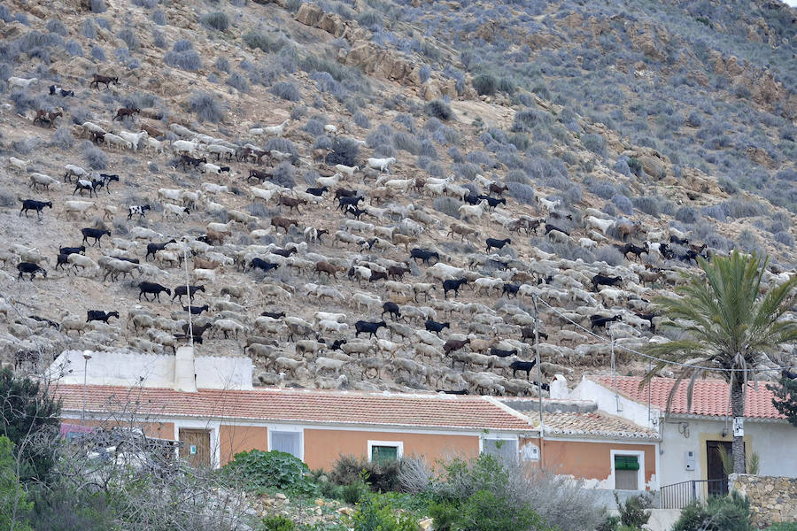 La Fiesta del Rebuzno