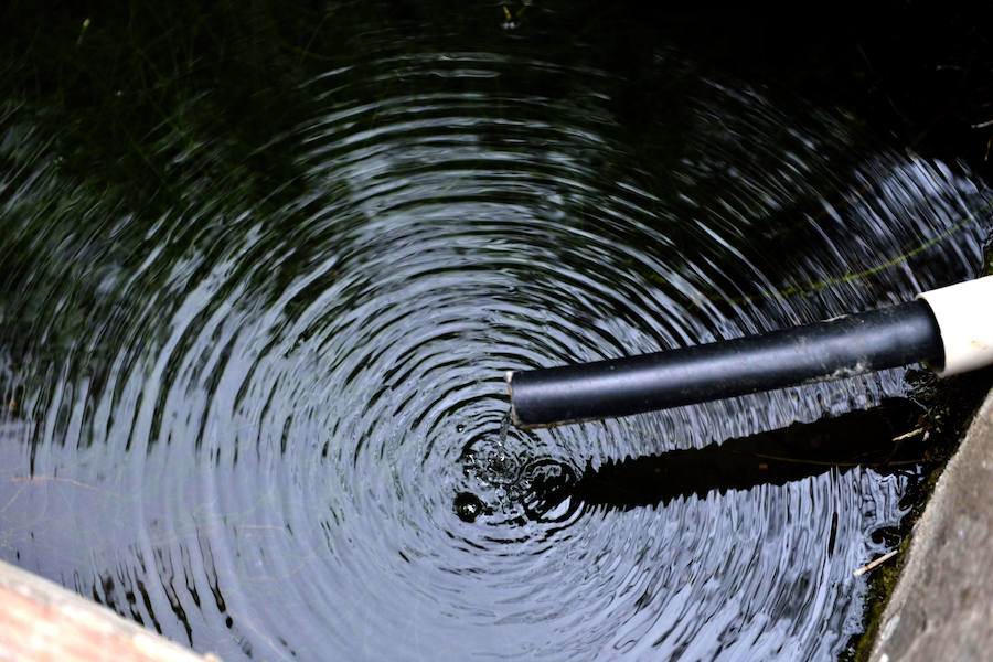 La Fiesta del Rebuzno