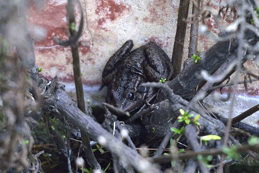 La Fiesta del Rebuzno