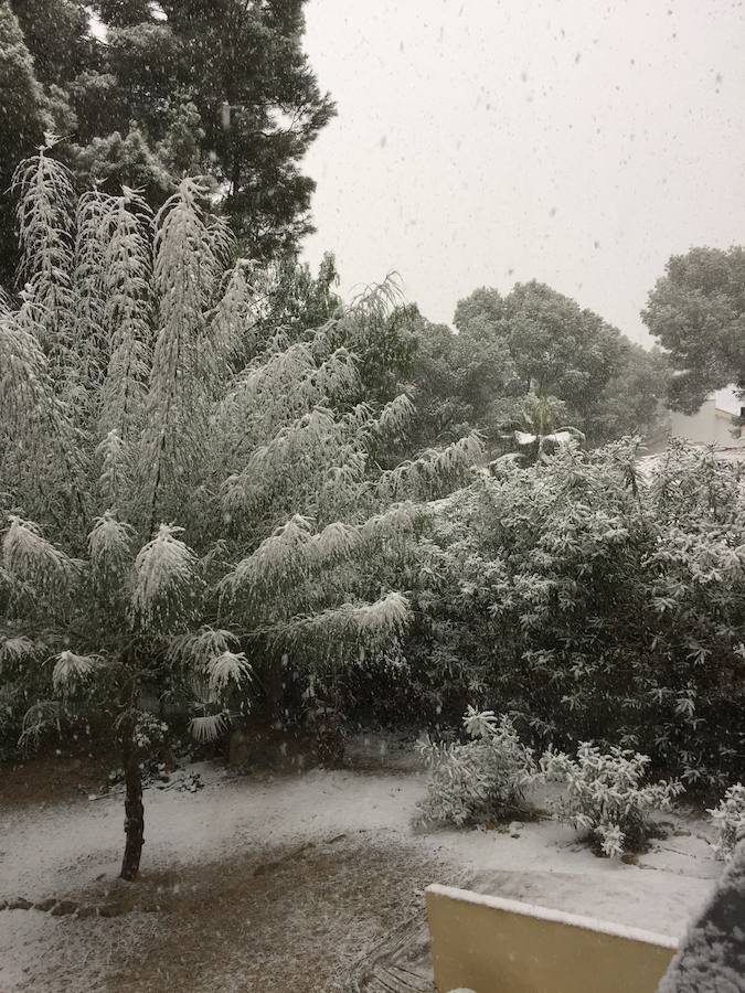 Árboles completamente blancos en La Alberca.