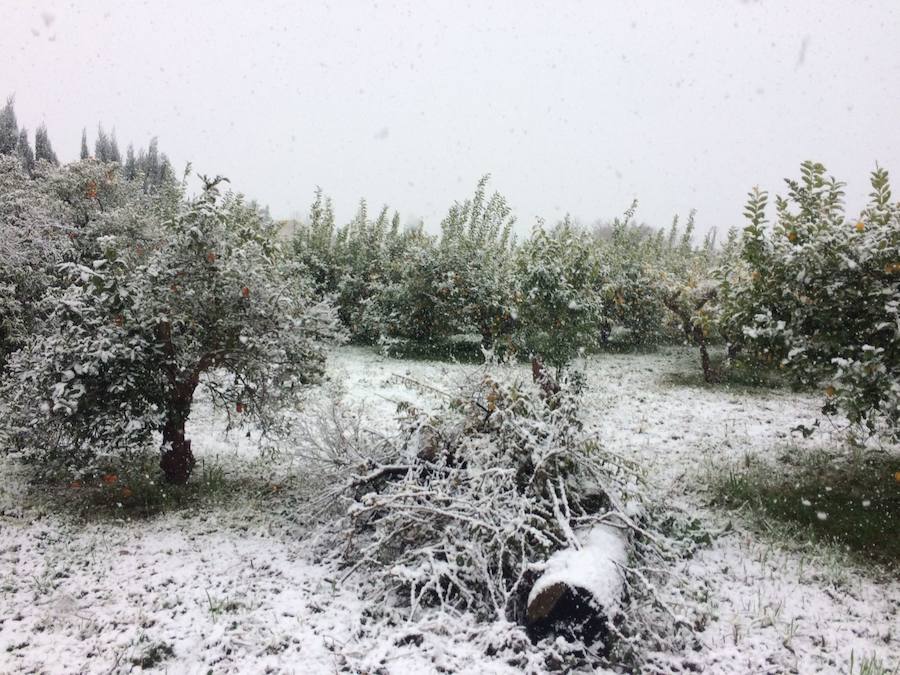 Huerta de Aljucer completamente blanca.