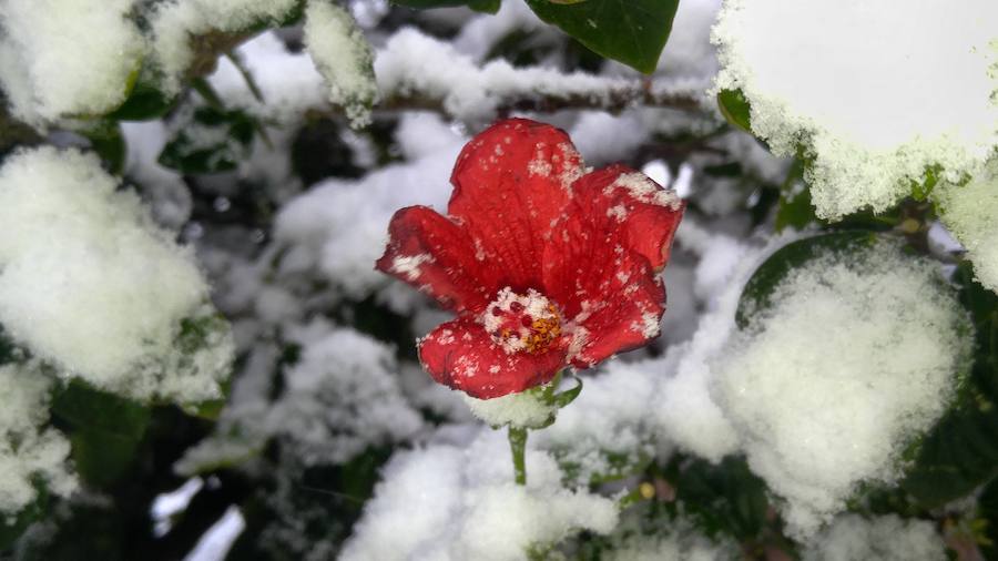 Una flor rodeada de nieve en La Arrixaca.