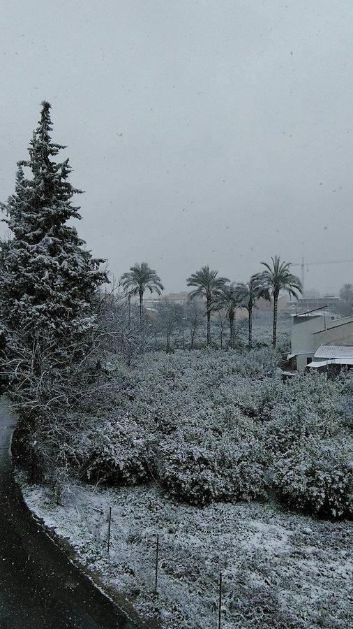 La huerta del Segura cubierta de nieve.