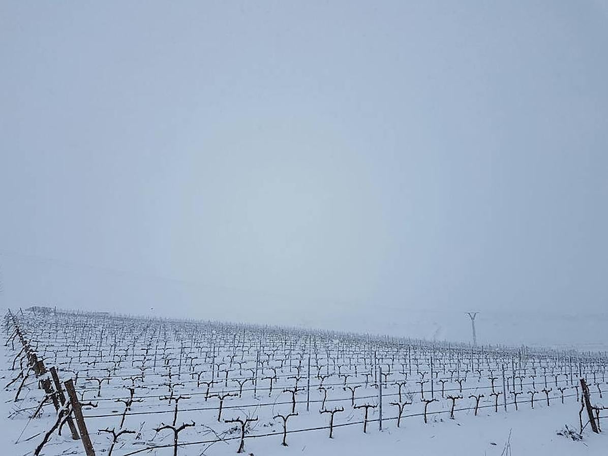 El parral de una hacienda en la Sierra de El Carche.