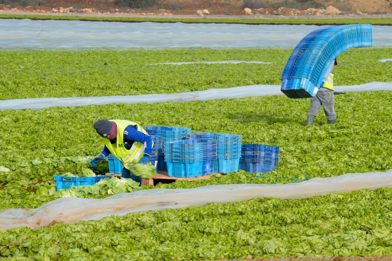 El oeste reverdece con agua y frío