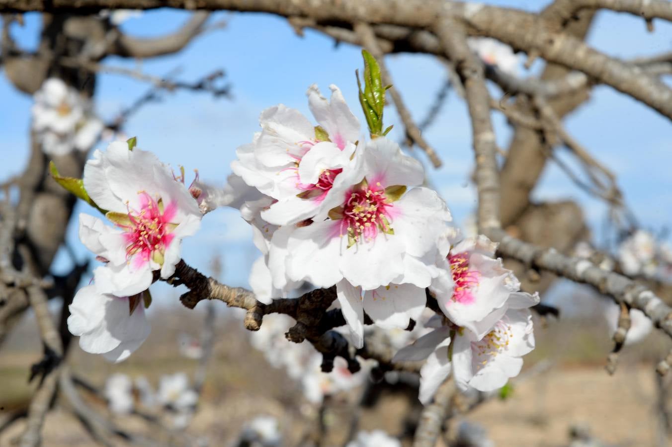 El oeste reverdece con agua y frío