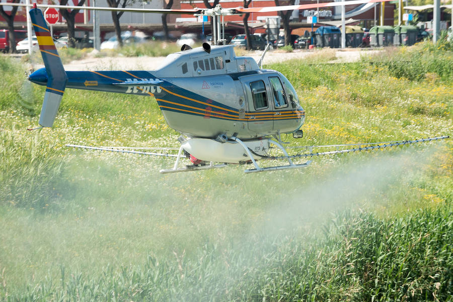 Guerra total contra el mosquito tigre