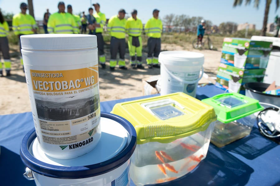 Guerra total contra el mosquito tigre