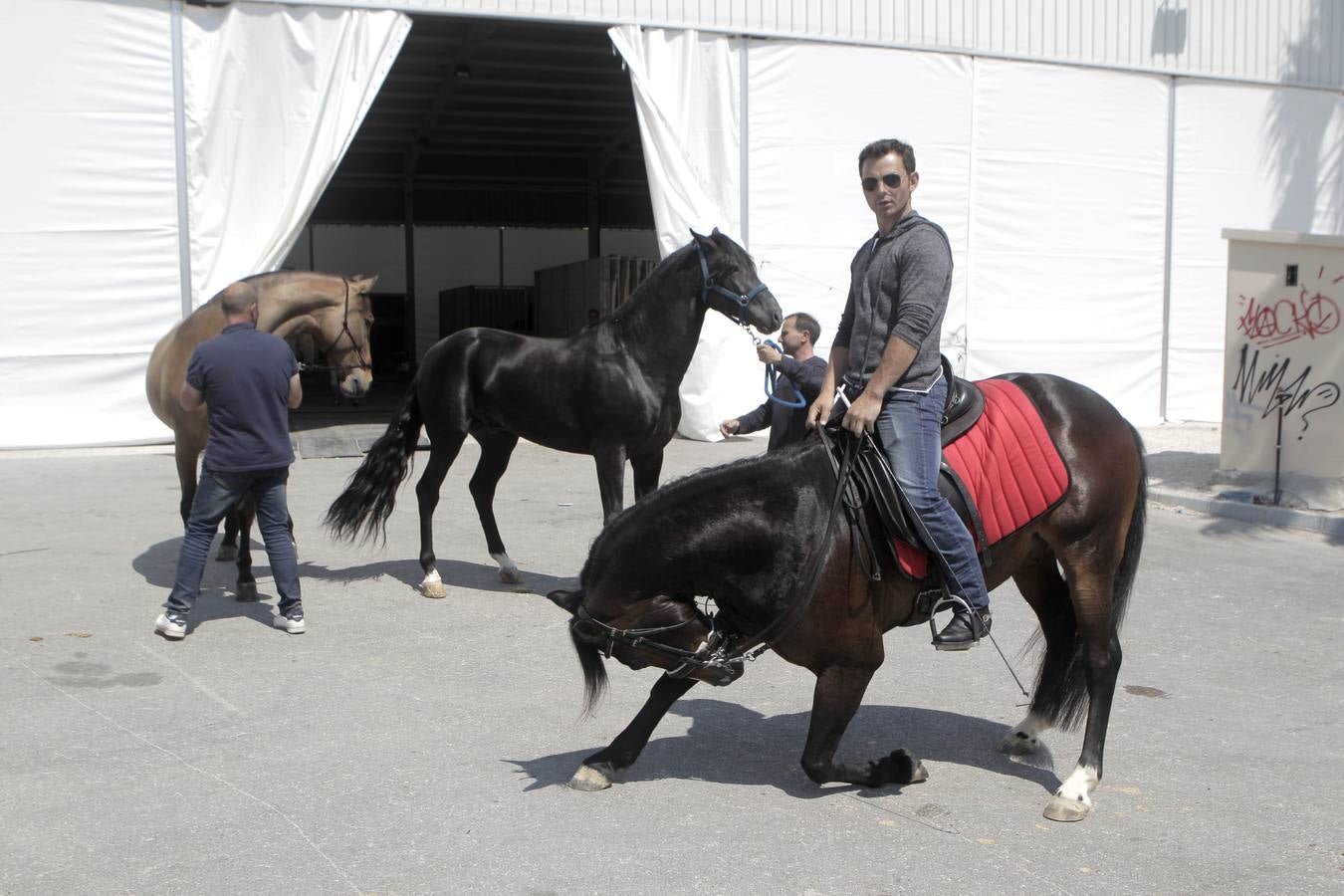 Jinetes y caballos se preparan para Jueves Santo