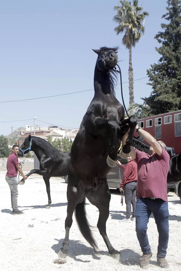 Jinetes y caballos se preparan para Jueves Santo