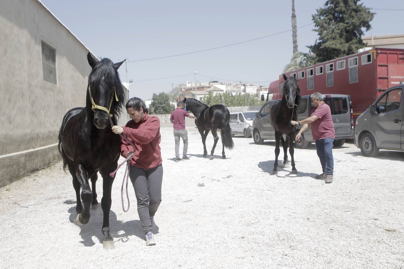 Jinetes y caballos se preparan para Jueves Santo