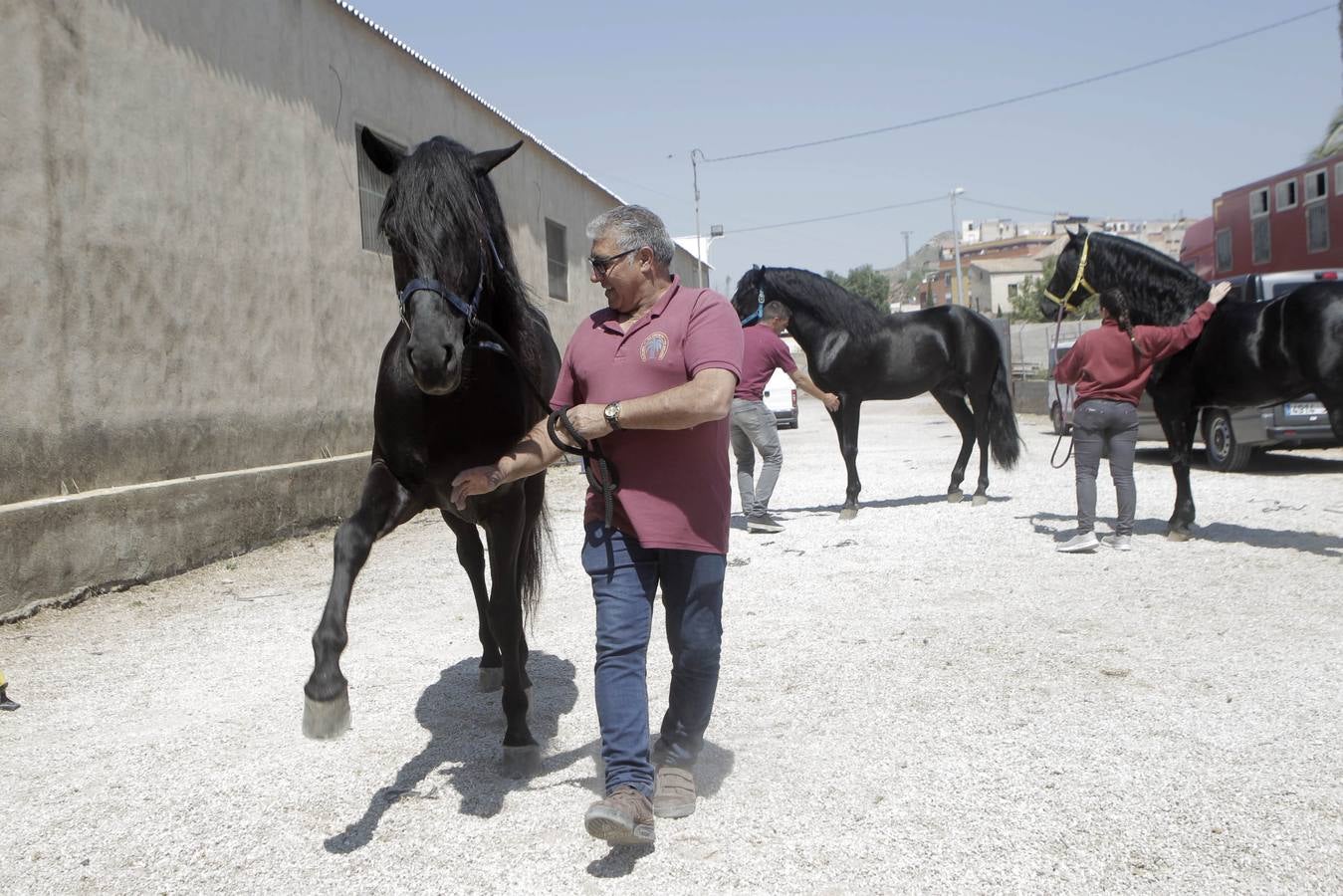 Jinetes y caballos se preparan para Jueves Santo