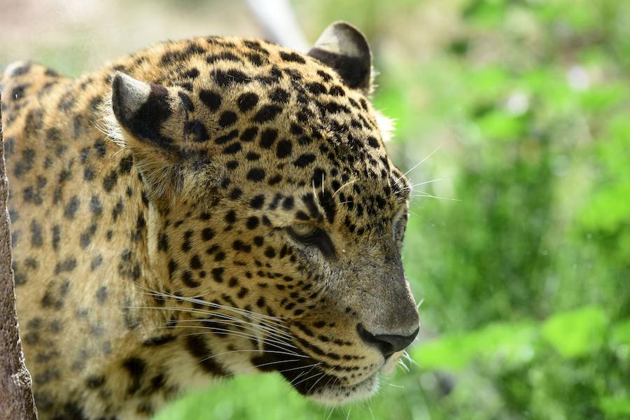 Enfocando la naturaleza más salvaje