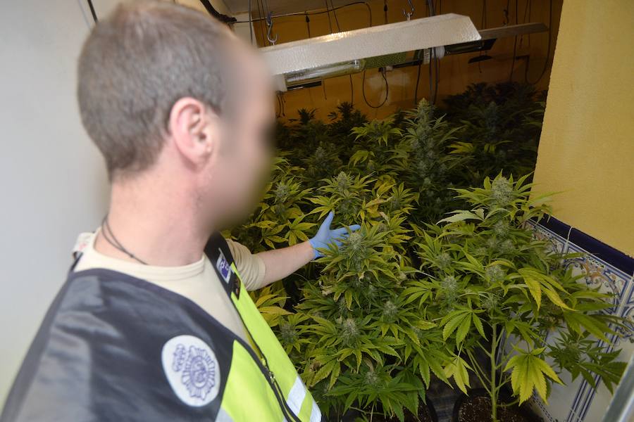 Una veintena de detenidos en un nuevo golpe contra el cultivo de &#039;maría&#039;