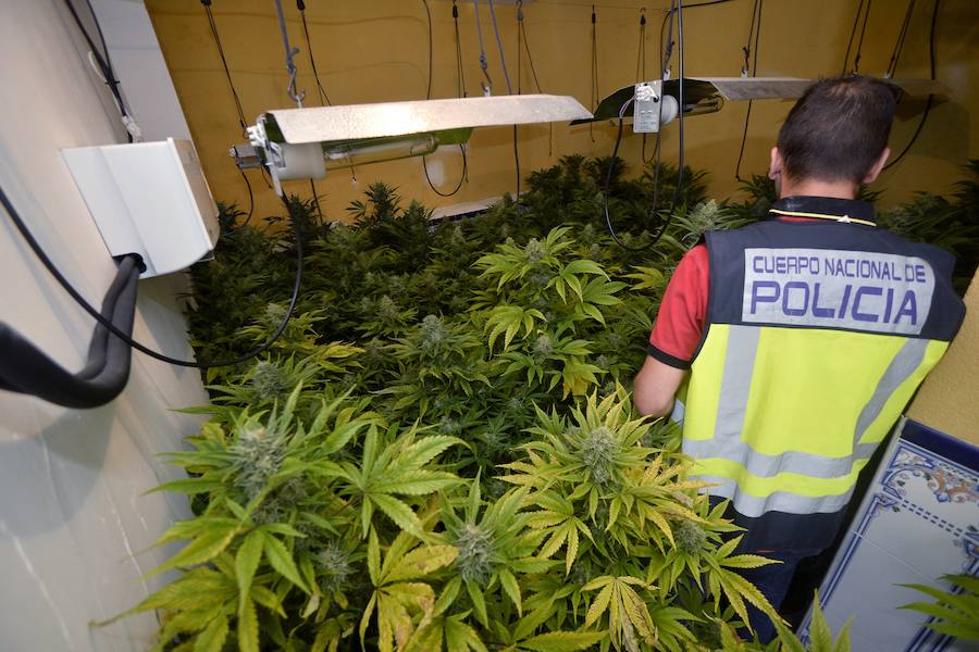Una veintena de detenidos en un nuevo golpe contra el cultivo de &#039;maría&#039;