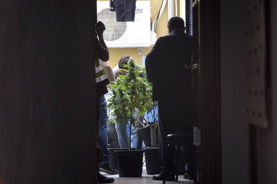 Una veintena de detenidos en un nuevo golpe contra el cultivo de &#039;maría&#039;