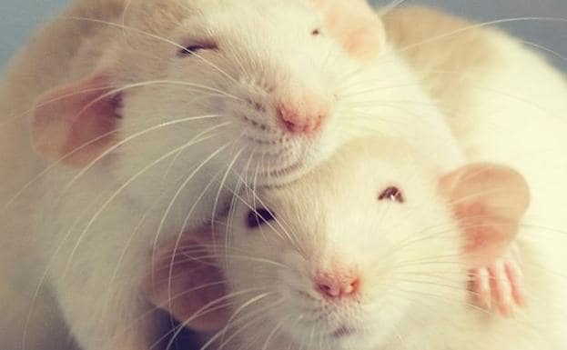 El vídeo que cambiará tu opinión sobre las ratas