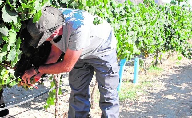 Un agricultor recoge la uva, ayer, en una finca en Jumilla. 