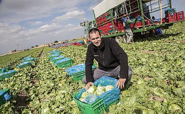 Agricultor de Torre Pacheco recogiendo lechugas.