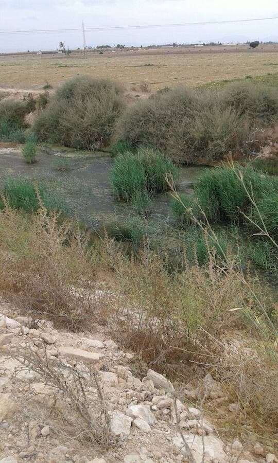 El organismo de cuenca confirma que proceden de desaladoras ilegales de explotaciones del Campo de Cartagena
