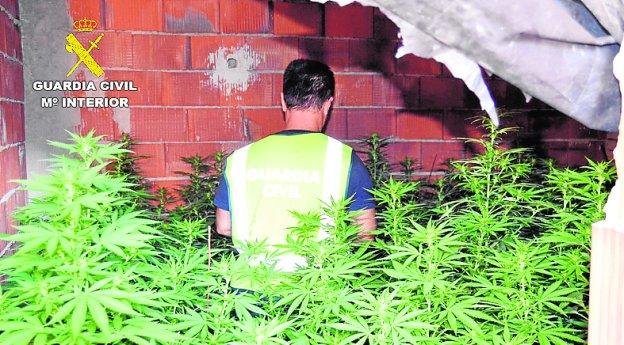 Un agente contabiliza las plantas de marihuana incautadas.