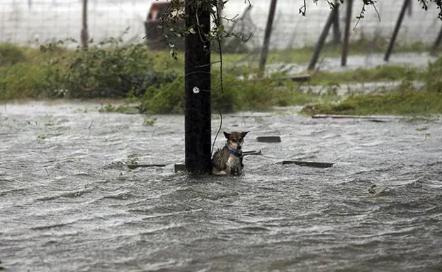 Denuncian el abandono de perros atados durante la tormenta Harvey
