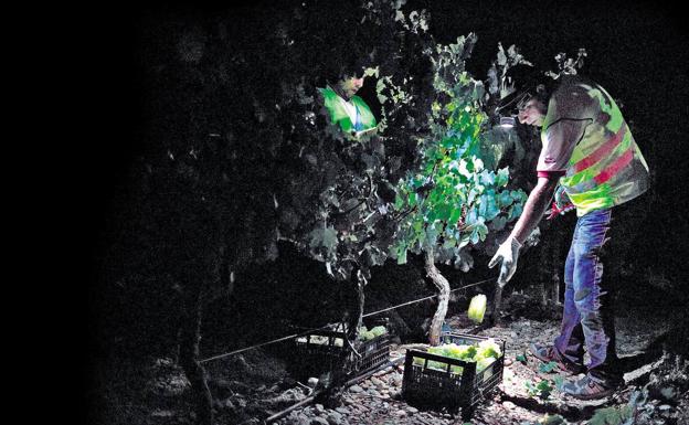 Un jornalero recoge racimos a la luz de su linterna en un viñedo de Navarra. 