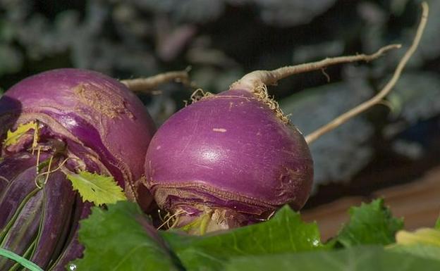 Variedades de nabo rosa y rojo pueden prevenir la obesidad