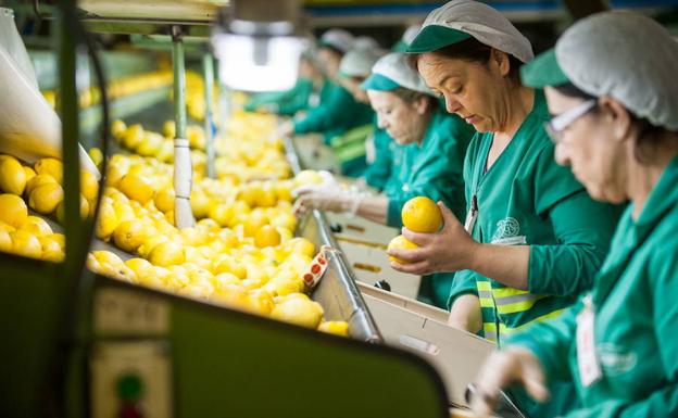 Trabajadoras seleccionando limones en una fábrica.