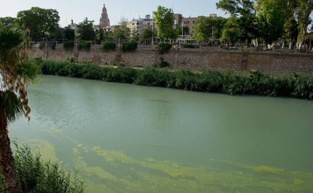 El río Segura, durante el episodio de coloración verde de sus aguas. 