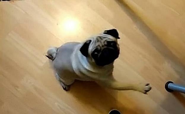 A juicio por enseñar a su perro el saludo nazi