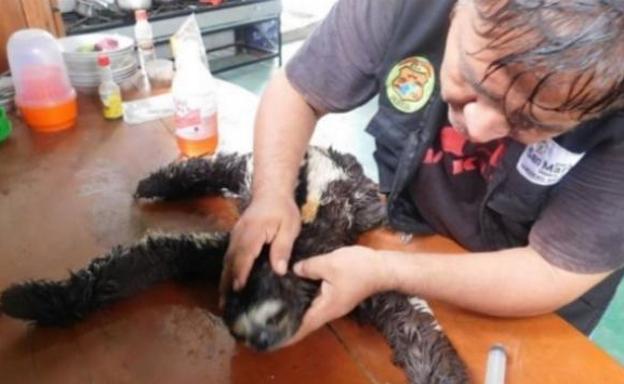 Caimanes con la boca grapada y osos perezosos golpeados: el lado oscuro del turismo