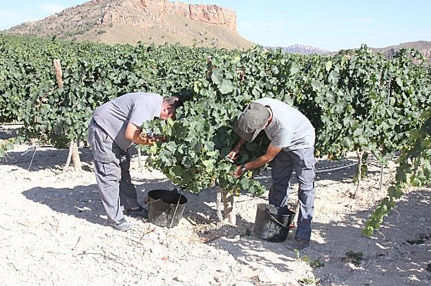 Dos agricultores, durante la vendimia, recogiendo la uva de una parcela de Jumilla.