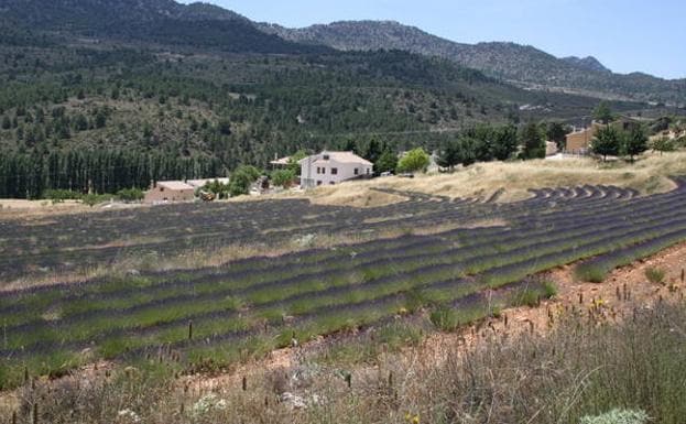 Plantación de lavanda en hileras, en La Risca, aguas abajo de la presa donde se embalsa el río Alhárabe.