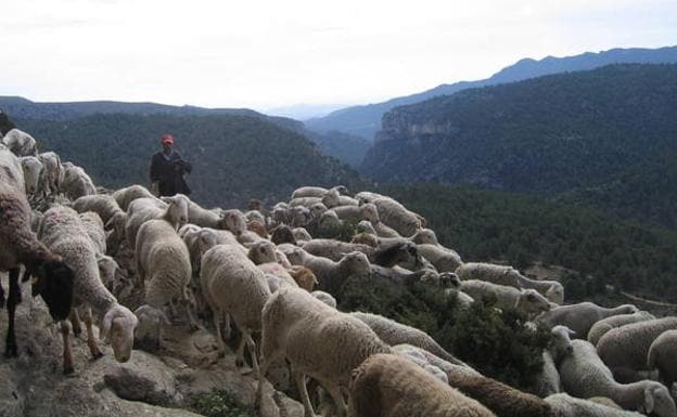 Un pastor conduce a sus ovejas hacia las Casas de Hondares.