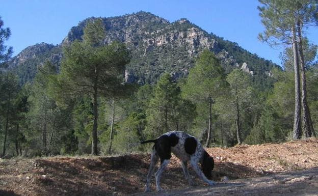 Escarpes de la Sierra del Gavilán, desde el cruce del Barranco de la Solana.