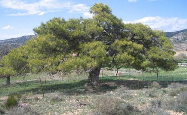 Un gran pino blanco o salgareño convertido en refugio para el ganado.