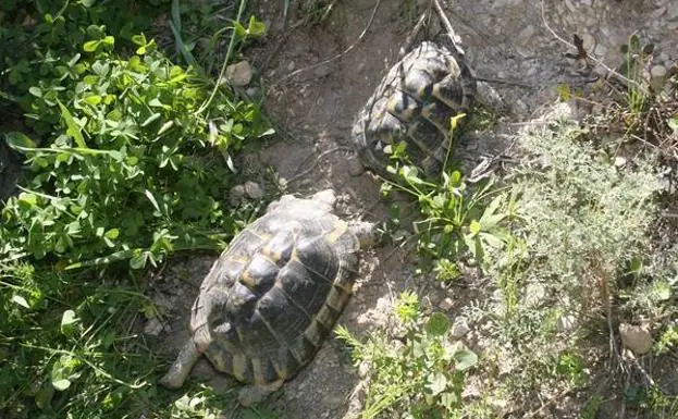 Dos tortugas moras se arrastran por una senda abierta entre la vegetación.