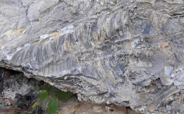 Fósil del reptil vertebrado hallado en Cehegín.