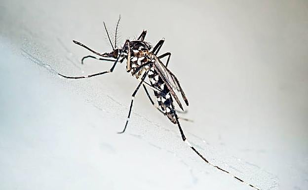 Mosquito tigre. 