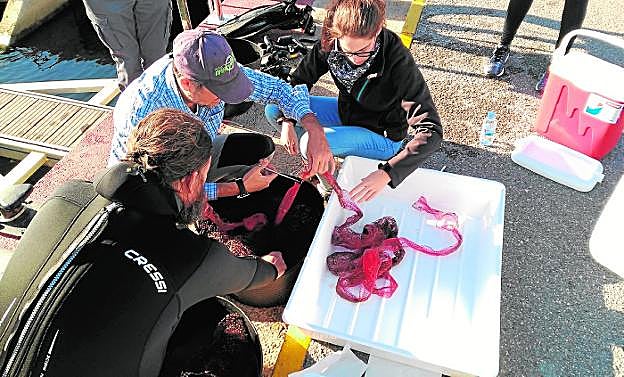 Técnicos del Imedmar inspeccionan los larvarios, tras su retirada de la costa de Torrevieja. 