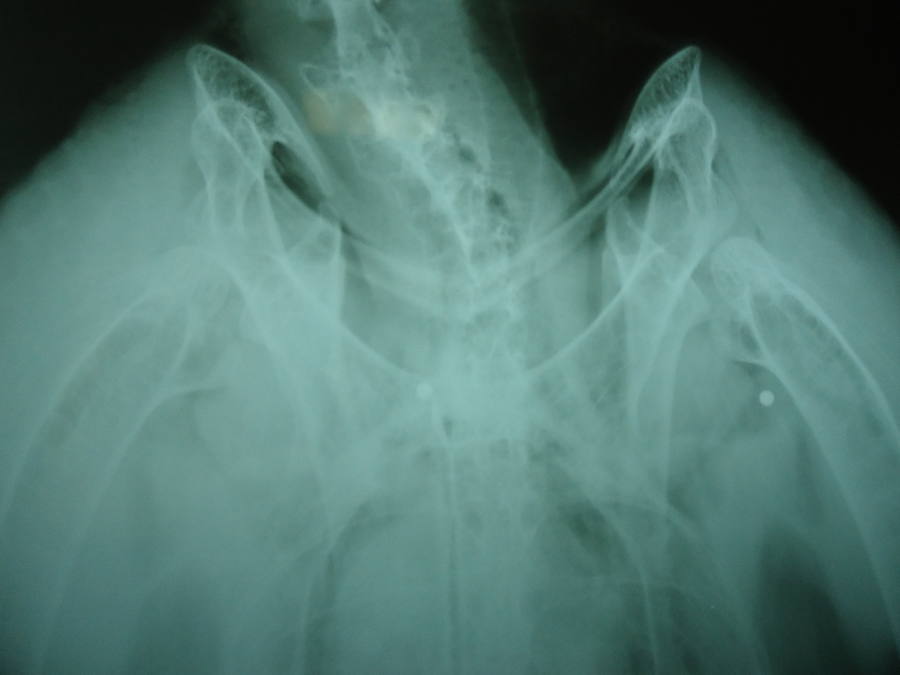 El ave de presa abatida por un cazador en el Barranco de la Hoz busca nuevos territorios tras ser rehabilitada en el Centro de Recuperación de Fauna Silvestre de El Valle