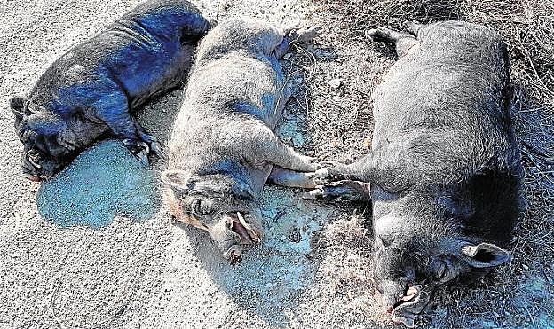 Los tres híbridos de jabalí y cerdo vietnamita mostraban colmillos de grandes dimensiones.