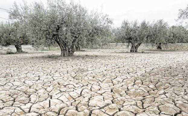 Un olivar con la tierra cuarteada por la sequía extrema.