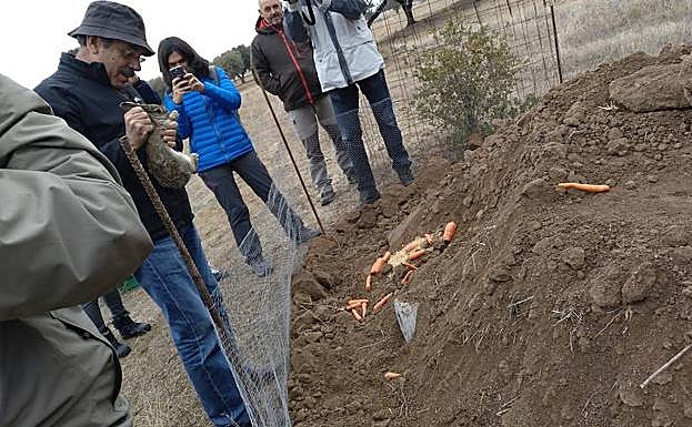 Miguel Ángel Simón se prepara para introducir un conejo en un majano, en El Castañar. 
