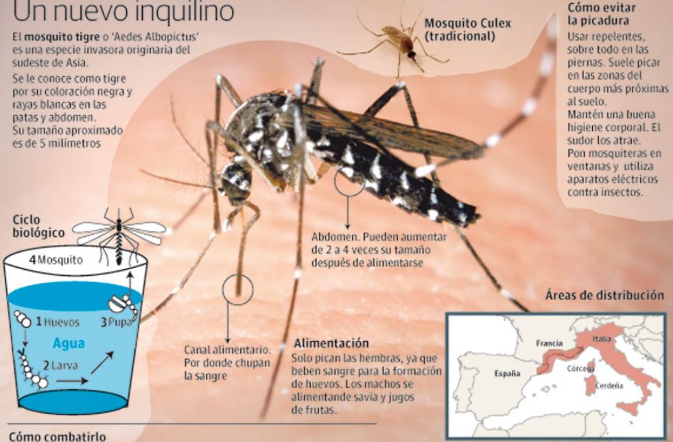 Gráfico. Todo lo que debes saber sobre el Mosquito tigre en la Región