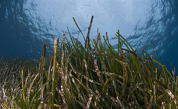 Pradera de posidonia en el litoral de la Región de Murcia.