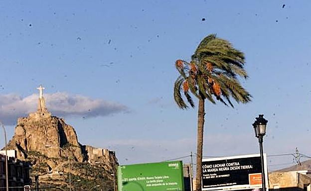 Una palmera se mueve con el fuerte viento