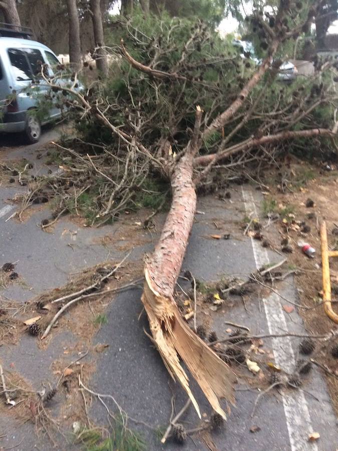 Un árbol caído en la carretera de Tentegorra